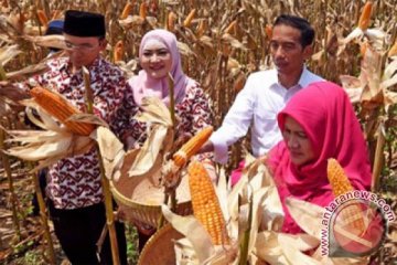 Kemitraan pembiayaan mikro tingkatkan produksi jagung NTB