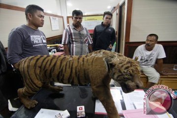 BKSDA Jambi tangkap pedagang liar harimau awetan