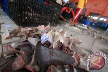 Ikan hiu masih dijual di TPI Indramayu