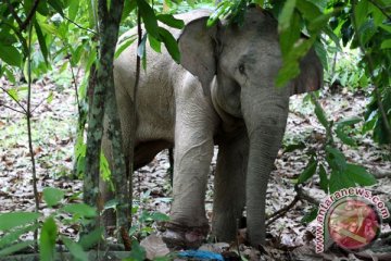 WWF desak pemerintah usut kasus kematian gajah