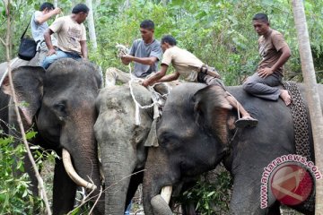 Warga panik gajah liar masuk kota Pekanbaru