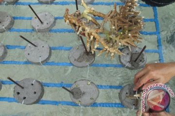 Transplantasi Terumbu Karang