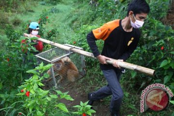 Habitat elang dan lutung di Semeru ikut terbakar