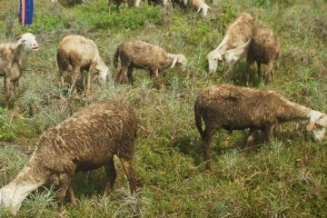 Cara beternak kambing untung Rp 900 ribu/ekor