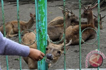 Bali Zoo evakuasi rusa dari zona merah Gunung Agung