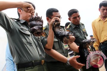 Indonesia, negara dengan perdagangan satwa langka terbesar Asia Tenggara