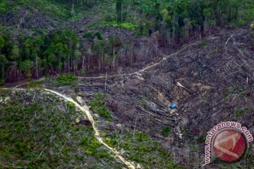 Kawanan gajah liar mengamuk saat hutan Riau terbakar