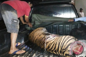 Harimau yang tewas terjerat diotopsi di Pekanbaru