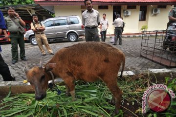 Pihak berwajib awasi serius anoa, babirusa, yaki dan maleo