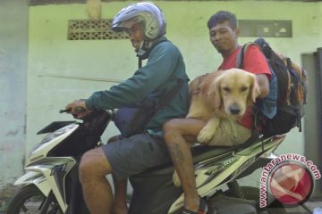 DKI berencana keluarkan pergub pengawasan daging anjing