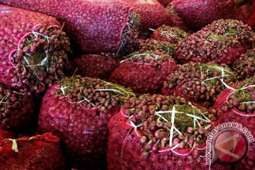 Impor bawang merah terus turun selama empat tahun