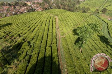 Kota Bandung tanam pohon langka untuk penghijauan
