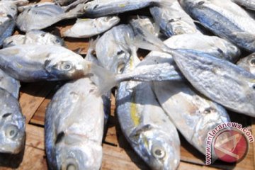 Kemenperin ingin kinerja industri pengolahan ikan ditingkatkan