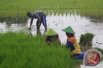 Mentan luncurkan dua varietas baru padi GSR