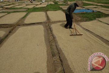 Bulog maksimalkan oven untuk turunkan kadar air gabah