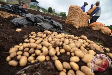 Kemendag: impor kentang industri dihentikan bertahap