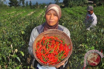 Melibatkan perempuan capai swasembada cabai