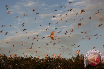 13 jenis burung migran singgah di Limboto