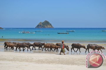 Wisatawan Jepang tewas ketika berselancar di Lombok