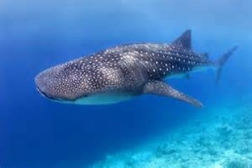 Pesona wisata hiu paus Bone Bolango