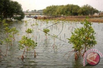 Pelestarian Hutan Mangrove
