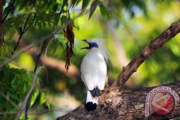 Desa di Bali lestarikan populasi burung jalak bali dengan awig-awig