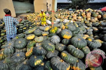 Industri benih hortikultura terpukul El Nino