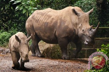 Badak di Kalimantan terdeteksi