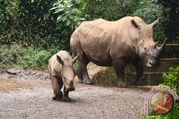 Regenerasi Badak Afrika
