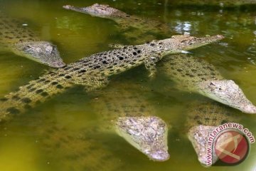 Pesisir Selatan bangun kawasan konservasi buaya