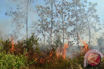 Hutan rakyat di Ponorogo terbakar