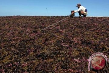 KOMODITAS RUMPUT LAUT SULSEL