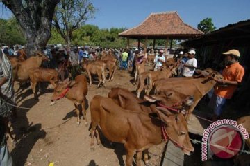 Kesiapan Perum Bulog impor sapi dipertanyakan