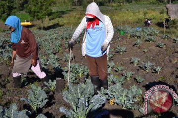 Ini kondisi terkini dan dampak letusan Gunung Raung