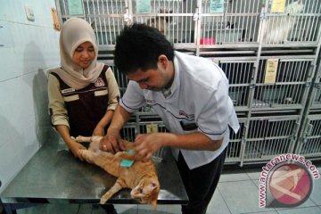 Ratusan kucing New York dikarantina karena flu burung