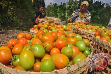 Kekuatan tomat menghalau kanker 