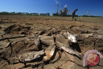 Dua hektare sawah di Kota Sukabumi kekeringan