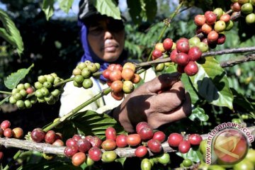 Tanggamus dan Bandarlampung tuan rumah Hari Kopi Internasional