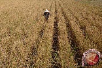 20 kecamatan di Karawang alami kekeringan