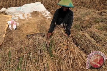 Jateng berstatus darurat kekeringan