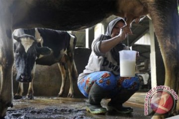 Banyuwangi kembangkan sapi perah di dataran rendah