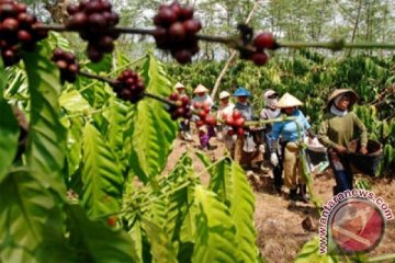 Papua Barat kembangkan 20 hektare kebun kopi