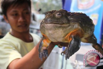 10 persen katak Indonesia terancam punah