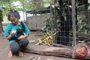 Siamang Sitaan