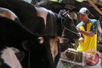 Kementan-feedloter sepakati daging sapi bobot hidup Rp38.000/kg