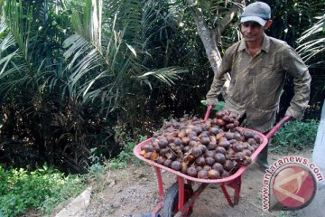 Sleman gelar Festival Salak Pondoh