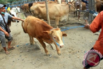 Pedagang daging sapi keluhkan permintaan turun