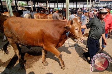 Populasi sapi bertambah 10.359 ekor di Kabupaten Bangkalan