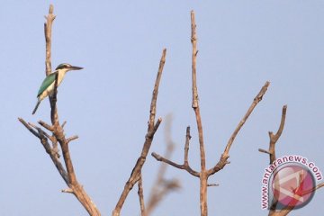 38 jenis burung langka teramati di hutan Damarwulan