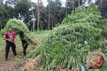 Polisi musnahkan 34 hektare ladang ganja di Aceh